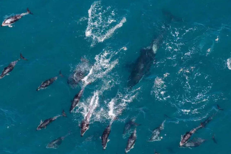Pick up From Christchurch: Kaikoura Whale Watching Cruise