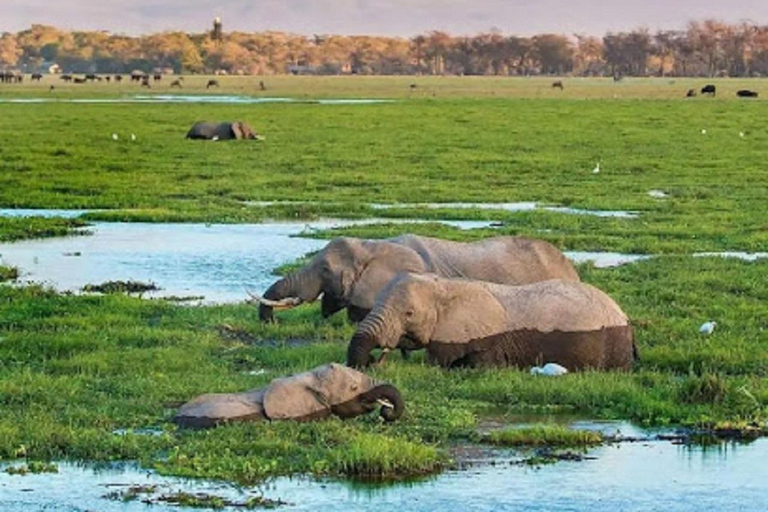 Tour di un giorno del Parco Nazionale di Amboseli e visita al villaggio Maasai