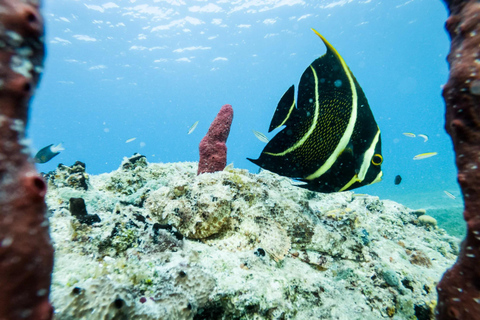 Excursion privée à l'île Catalina depuis Punta Cana : snorkeling et plageExcursion privée à l'île Catalina : snorkeling et plage depuis Punta Cana