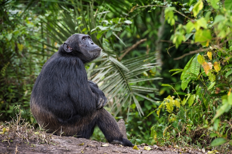 Uganda: 7-tägige Reise zu Gorillas, Schimpansen und Großkatzen