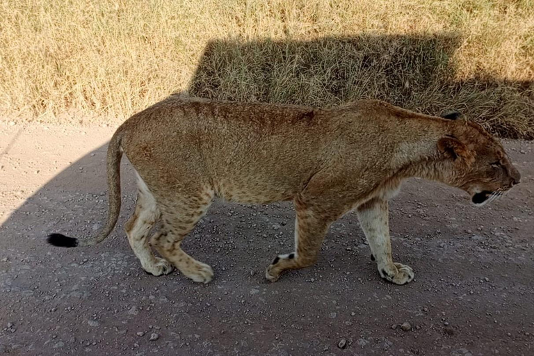 Nairobi nationalpark halvdags guidad safariDelad speldrivning