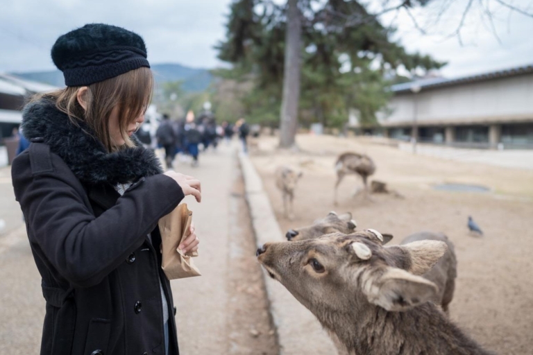 Die historischen Wunder von Nara: Eine Reise durch Zeit und Natur