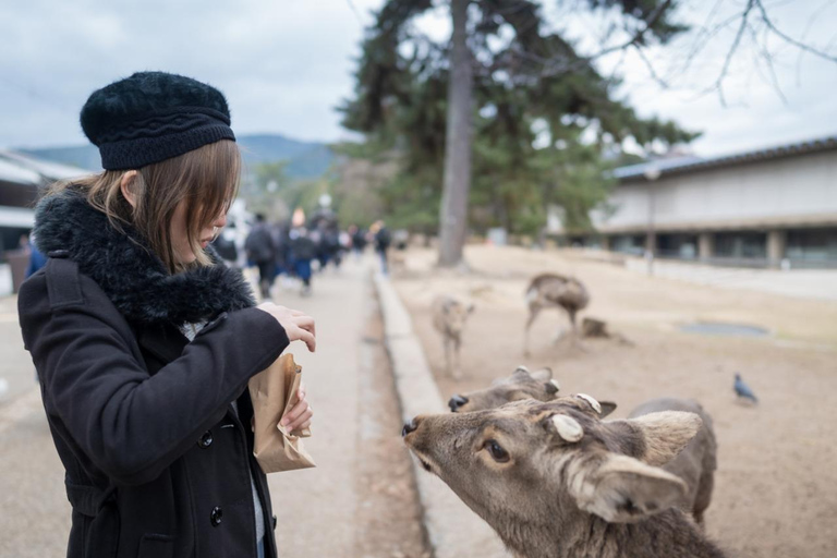 Nara’s Historical Wonders: A Journey Through Time and Nature