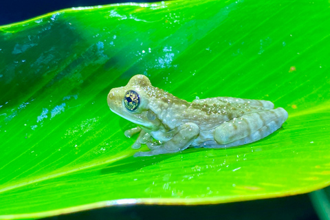 Manuel Antonio: Night tour with a naturalist guide. Night tour with a naturalist guide (transportation included)