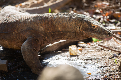 Passeio de caiaque 3D2N em Komodo