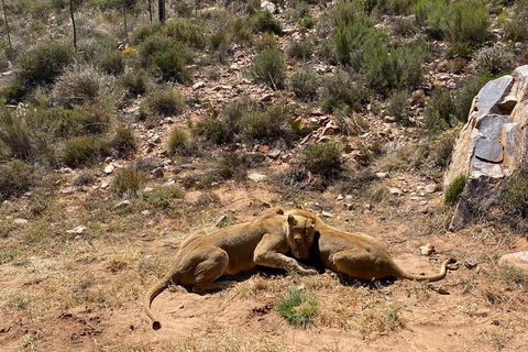 Aquila Game Reserve, nabrzeże V&amp;A, transport i lunch