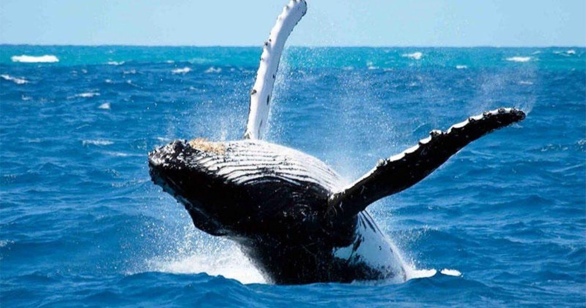 Molokini plus whale watching