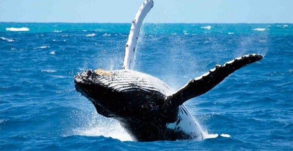 Maui: Molokini Snorkel and Whale Watching Tour - 2.5 hours