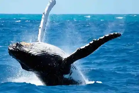 Maui: Tour di osservazione delle balene e snorkeling di Molokini - 2,5 ore
