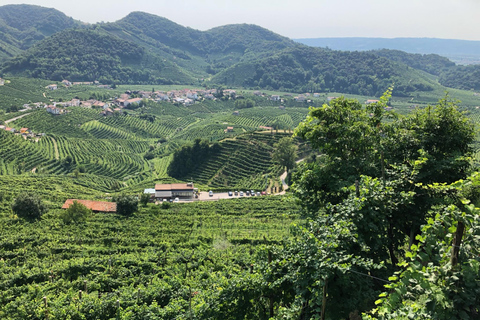 بروسيكو: وليمة النبيذ والطعام في أوستريا عائلية