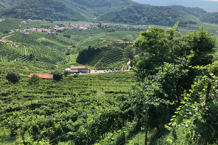 بروسيكو: وليمة النبيذ والطعام في أوستريا عائلية