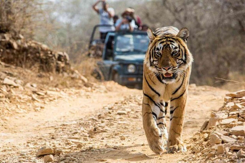 From Jaipur: Explore Ranthambore on a Tiger Safari Day Trip Jaipur to Ranthambore: Morning safari starts 6 AM–7 AM