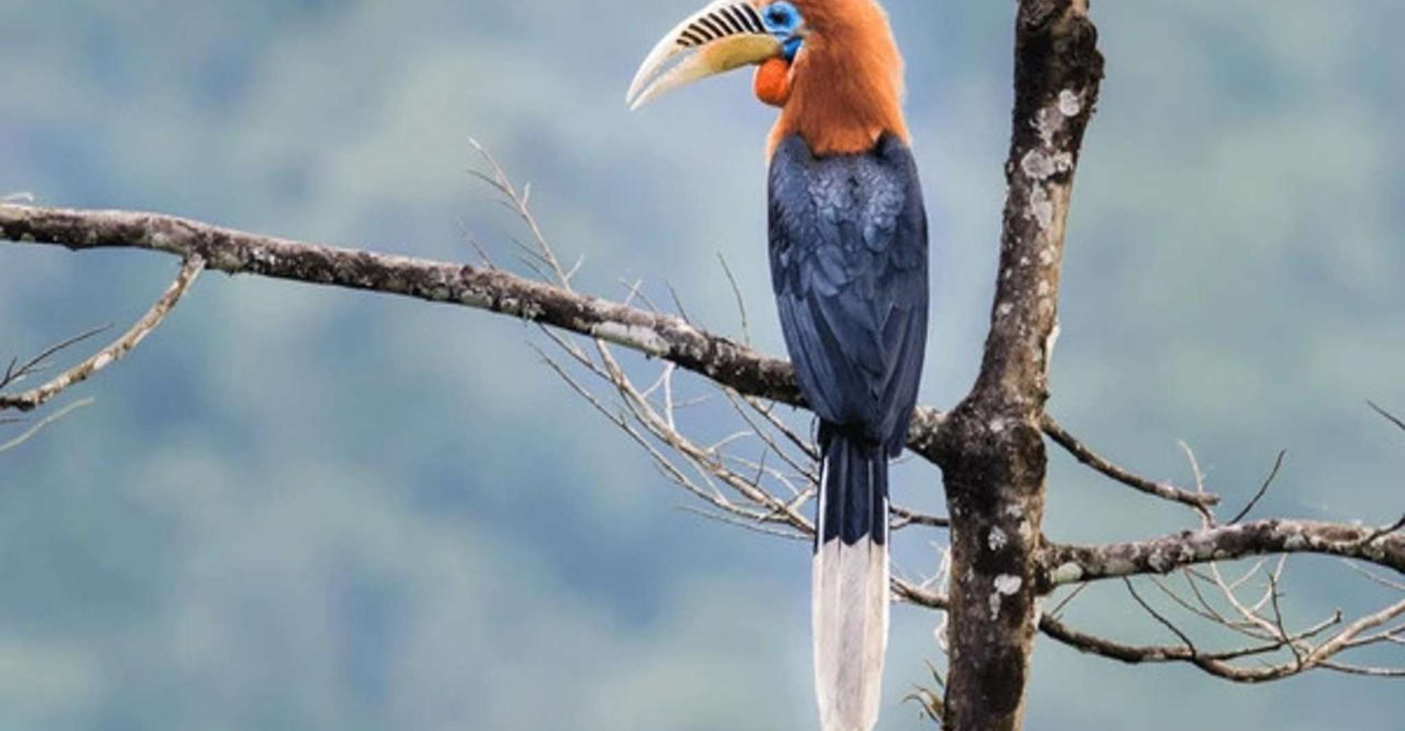 Bird Watching Tour in Bhutan