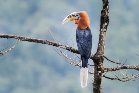 Vogelbeobachtungstour in Bhutan