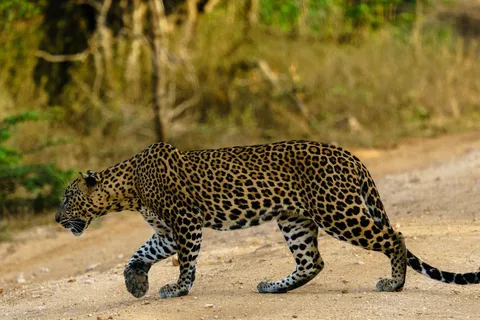 From Ella : Yala National Park Safari & Dropoff in Arugambay