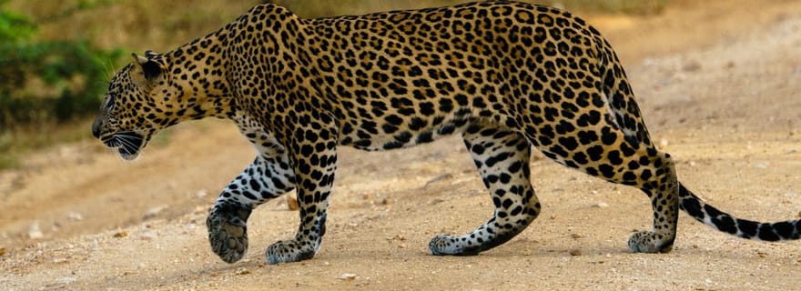 Au départ d'Ella : Safari dans le parc national de Yala et dépose à Arugambay