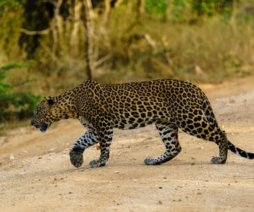 De Ella: Safári no Parque Nacional de Yala e desembarque em Arugambay
