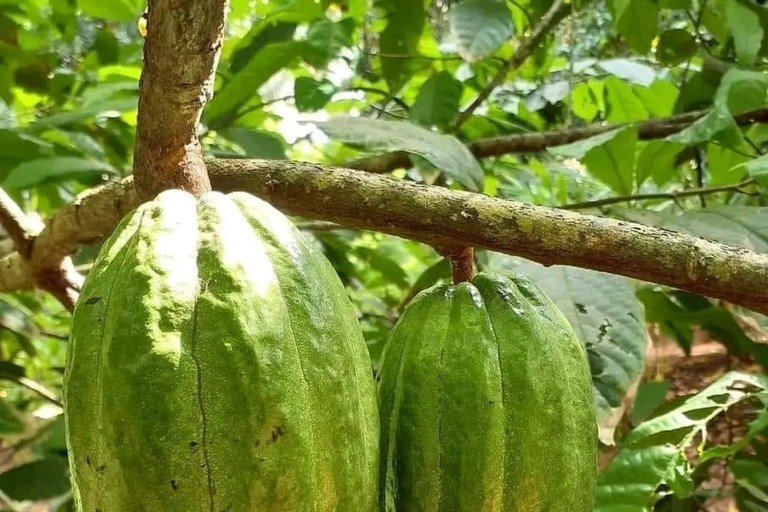 Visita a las especias y a la ciudad de piedra