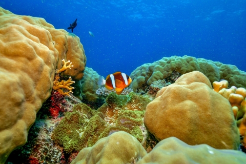 Z Cairns: Snorkeling na Wielkiej Rafie KoralowejZ Cairns: rejs z rurką po Wielkiej Rafie Koralowej i nurkowanie wstępne