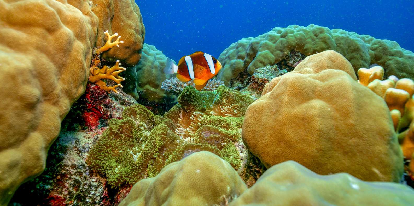 Cairns: Great Barrier Reef Premium Diving Full Day Tour
