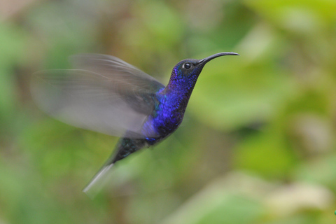 Parque Nacional de Carara: Melhor Tour Parque Nacional de Carara - Um dia