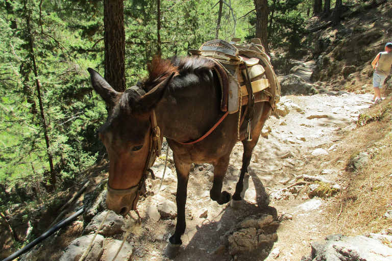 Desde La Canea: excursión de 1 día a la garganta de SamariaGarganta Samaria: excursión desde Kalyves o Almyrida