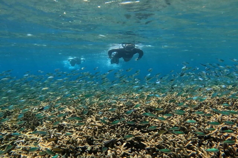 Schnorcheln Gili Islands Korallenschildkröte & Unterwasserstatuen2h Schnorcheln auf Gilis mit Schildkröte und Statue mit Go-Pro
