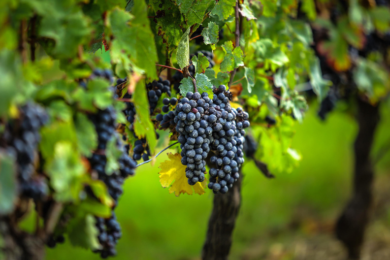 Half-Day Gaillac Wine Tour from Toulouse