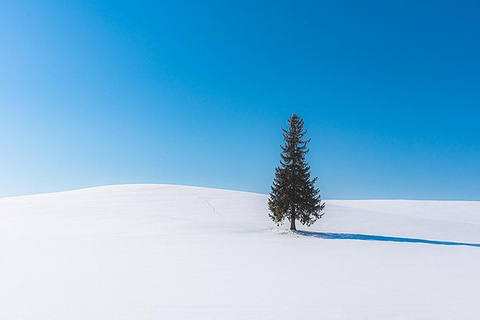 Hokkaido:Dierentuin Asahiyama, Shirahige watervallen & Biei vijver dagtourVanuit Sapporo: Dierentuin van Hokkaido, Shirahige watervallen & Biei vijver tour