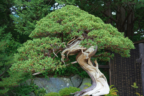 The 44th Japan Bonsai Taikan Exhibition Admission Ticket