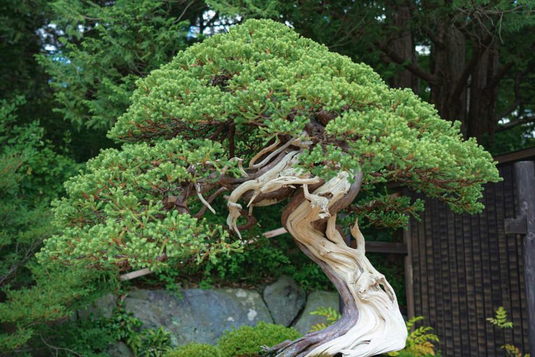 The 44th Japan Bonsai Taikan Exhibition Admission Ticket