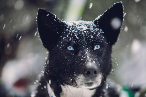 Desde Tromsø: Aventura en trineo tirado por perros en TamokdalenAventura en trineo tirado por perros en Tamokdalen: Salida a mediodía