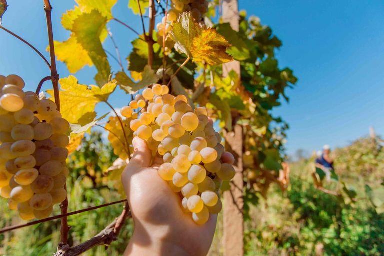 Valparaiso: Tour della cantina della Valle di Casablanca con 5 cantine