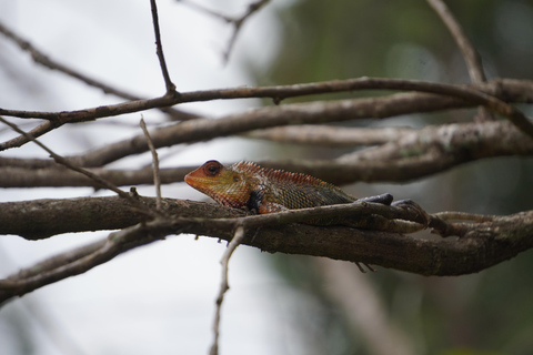 Minneriya National Park Photography Safari Tour