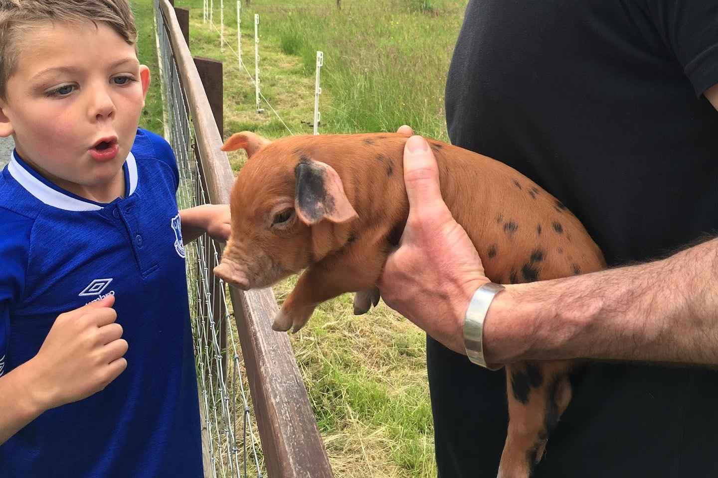 Wicklow: Greenan Farm, Museums & Maze with Animal Feeding