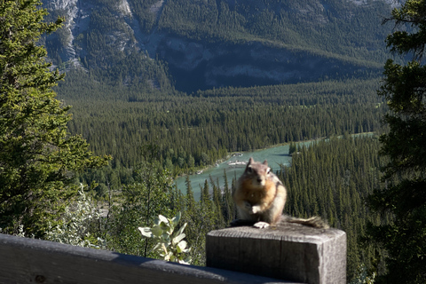 Z Banff: Transfer do Lake Louise i Moraine Lake.