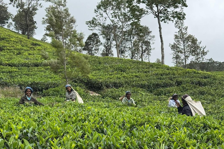Kandy: Sir James Taylor’s Loolkandura Tea Heritage Hike