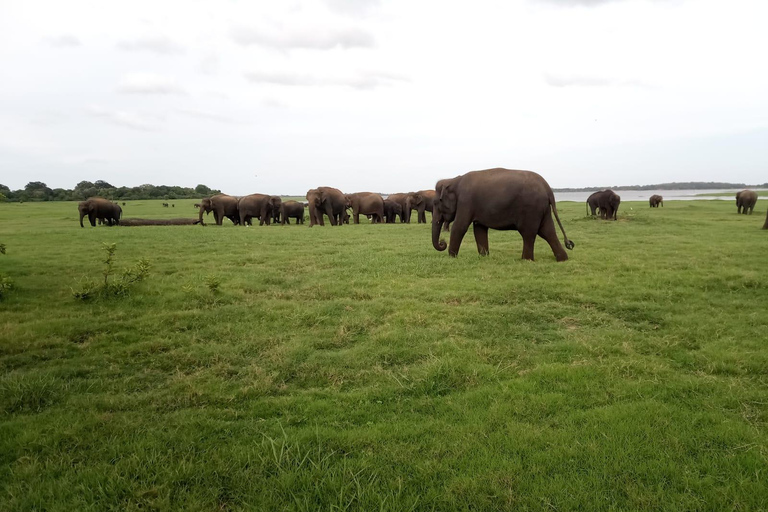 Desde Colombo: Excursión de un día a Sigiriya / Dambulla y Safari