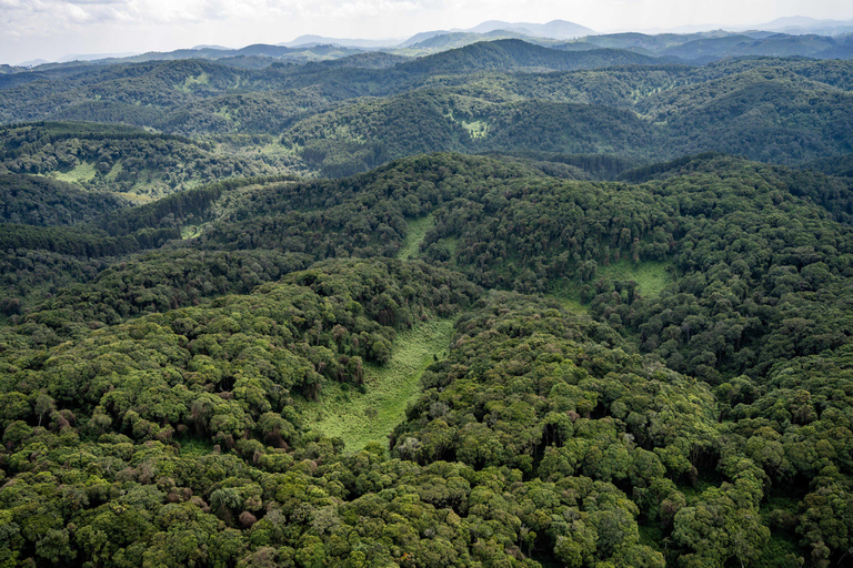 NYUNGWE: Passeio no dossel do Parque Nacional de Nyungwe