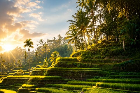 Ubud: Private Hidden Waterfall, Rice Terrace & Happy Swing