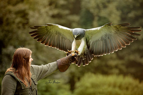 VIP falconry taster session