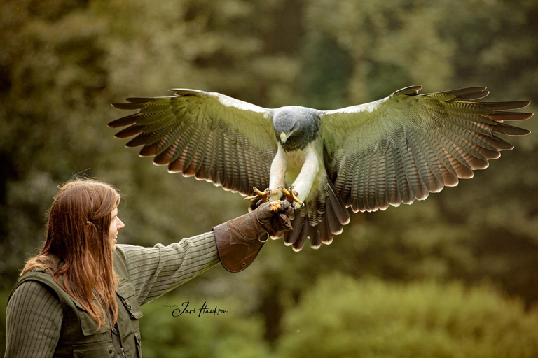 Sessione di assaggio di falconeria VIP