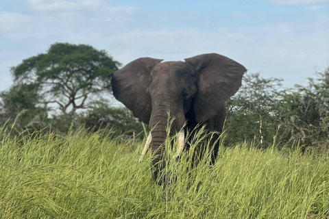 Kampala: 2-Day Best of Uganda Murchison Falls Safari Tour