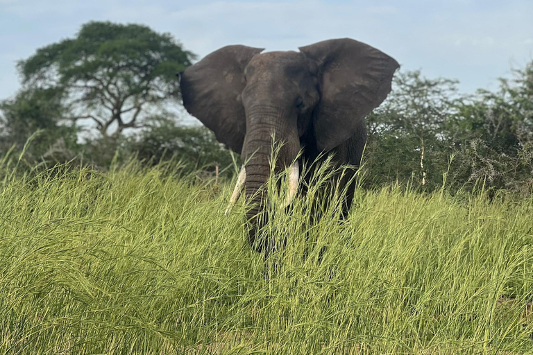 Kampala: 2-Day Best of Uganda Murchison Falls Safari Tour