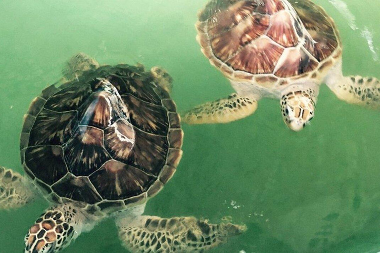 Bali/Nusa Dua: snorkeling, giro in barca con fondo trasparente e centro tartarugheTour per piccoli gruppi con trasferimento (Nusa Dua)