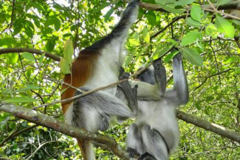 Zanzibar: Jozani Forest, Spice Farms, & Stone Town tour