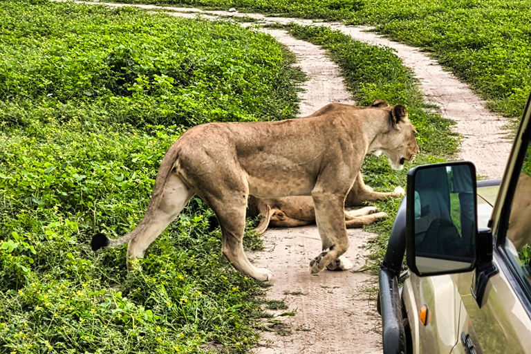 Chobe National Park Express Land Safari + Pickup