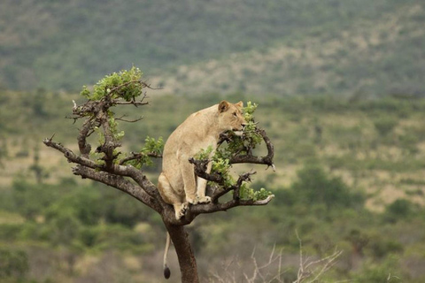 3 Day Safari in Akagera National Park