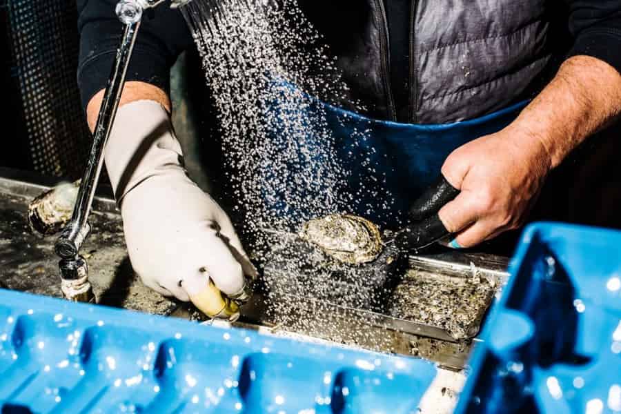Entdeckungstour durch den Fischmarkt von Sydney. Foto: GetYourGuide