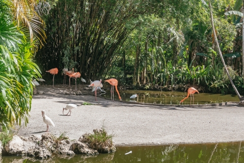 Davie : Flamingo Gardens et sanctuaire animalierDavie : Flamingo Gardens et sanctuaire animalier